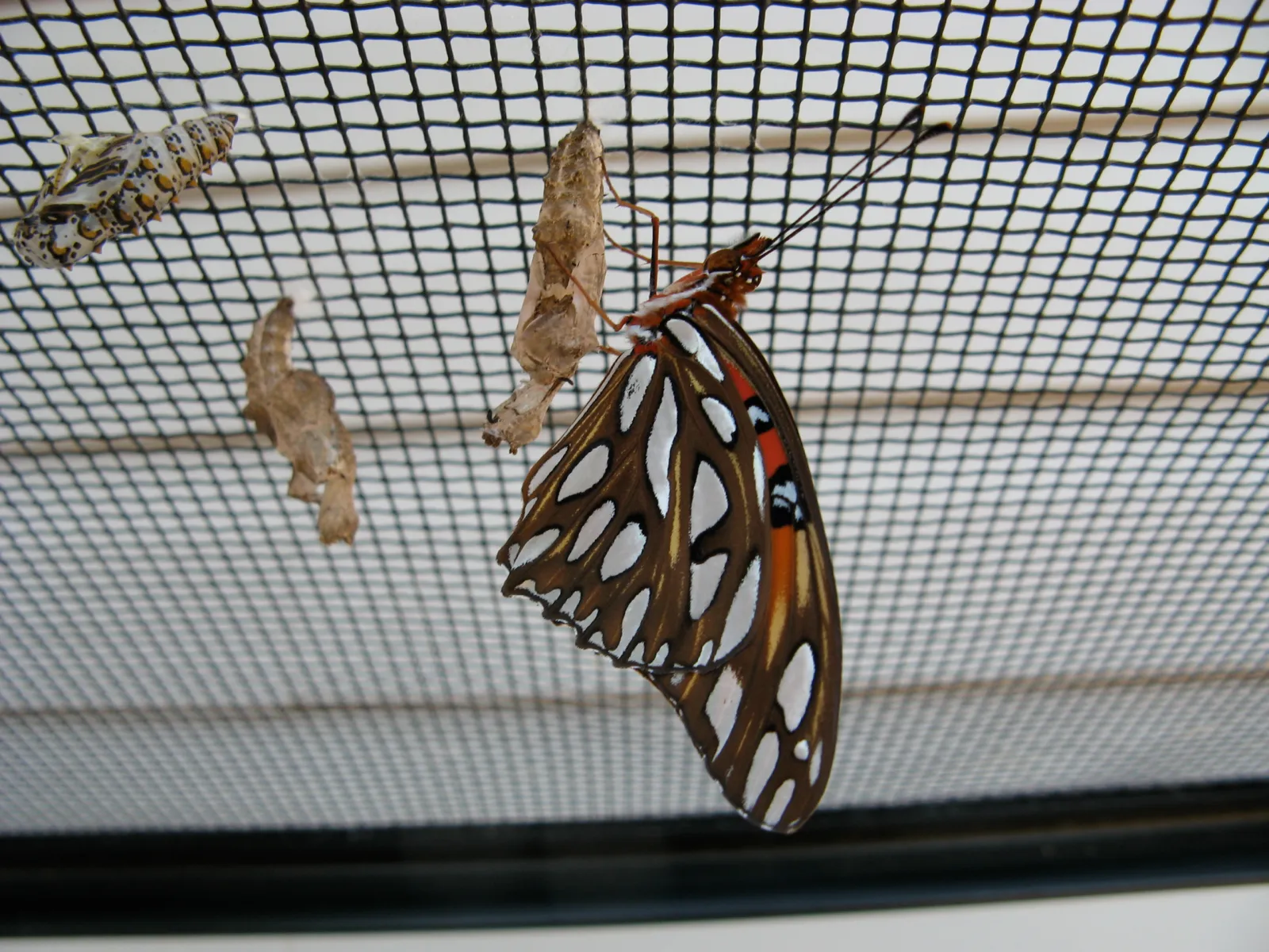 Crazy4Bugs32-scaled