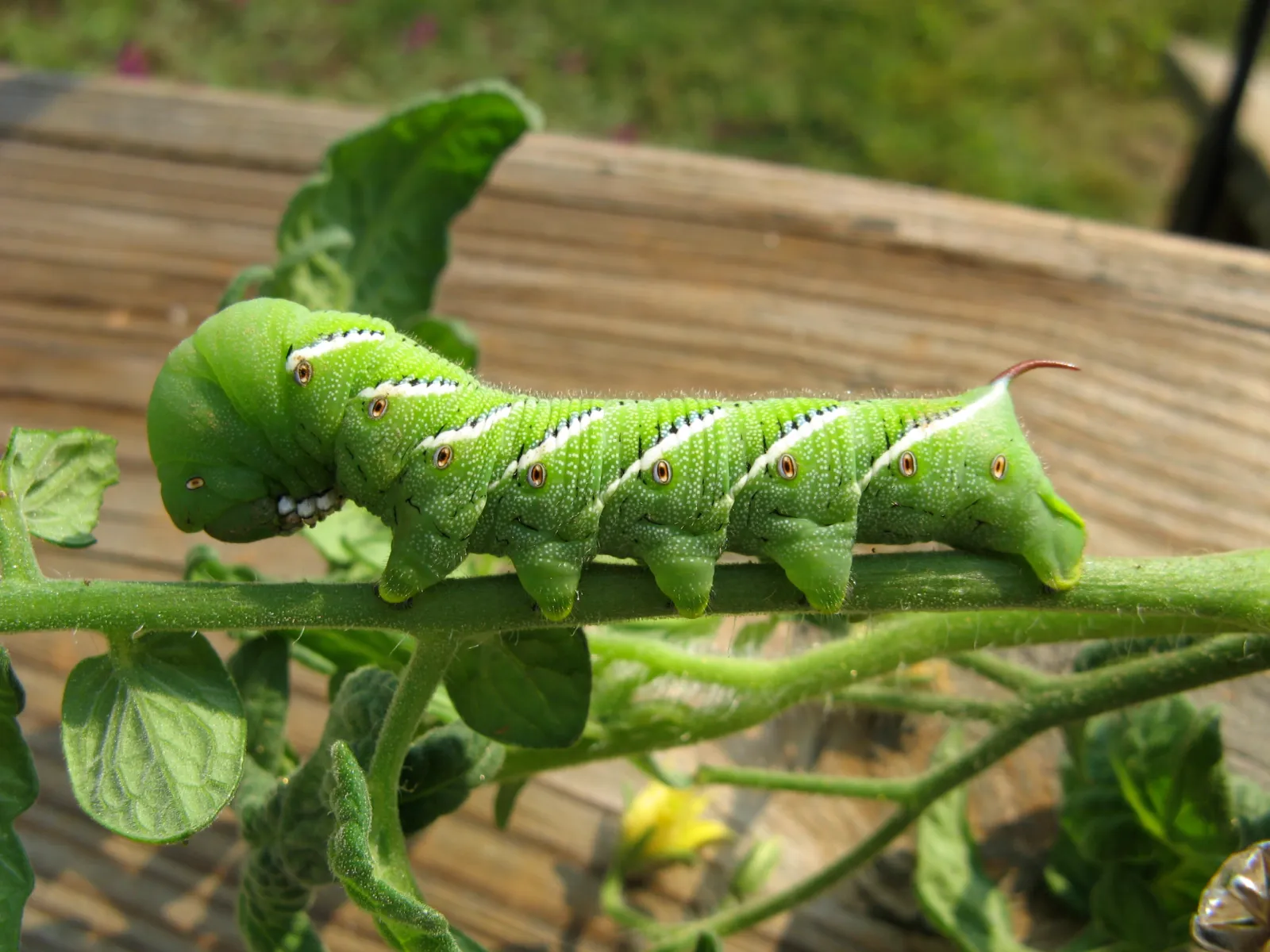 Crazy4Bugs35-scaled