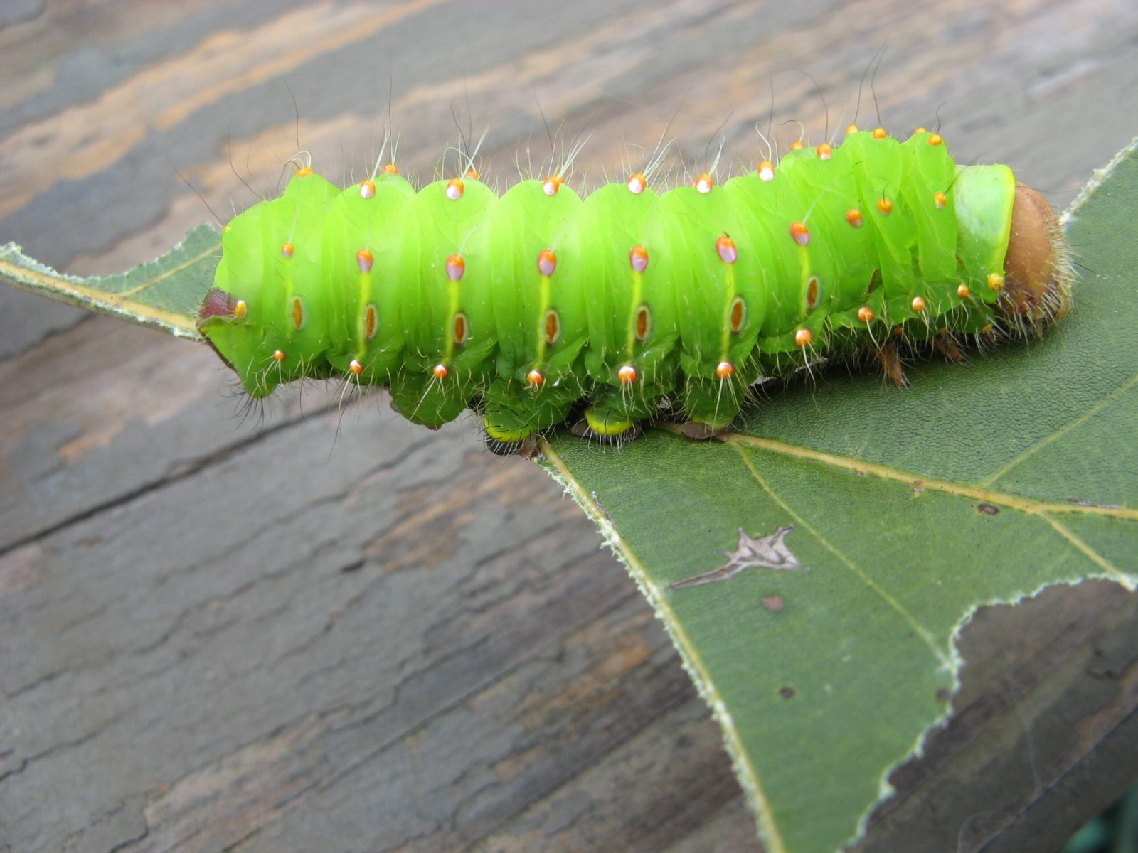 Crazy4Bugs37-scaled