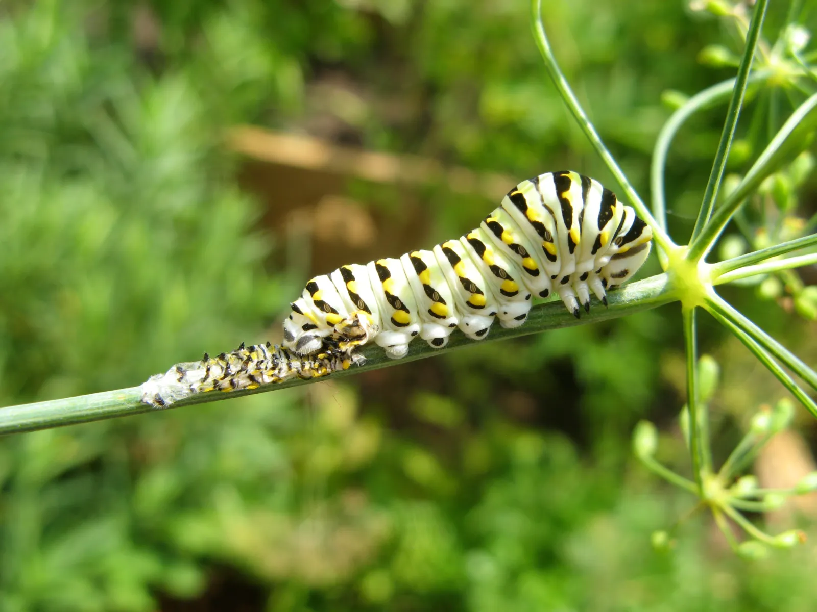 Crazy4Bugs38-scaled