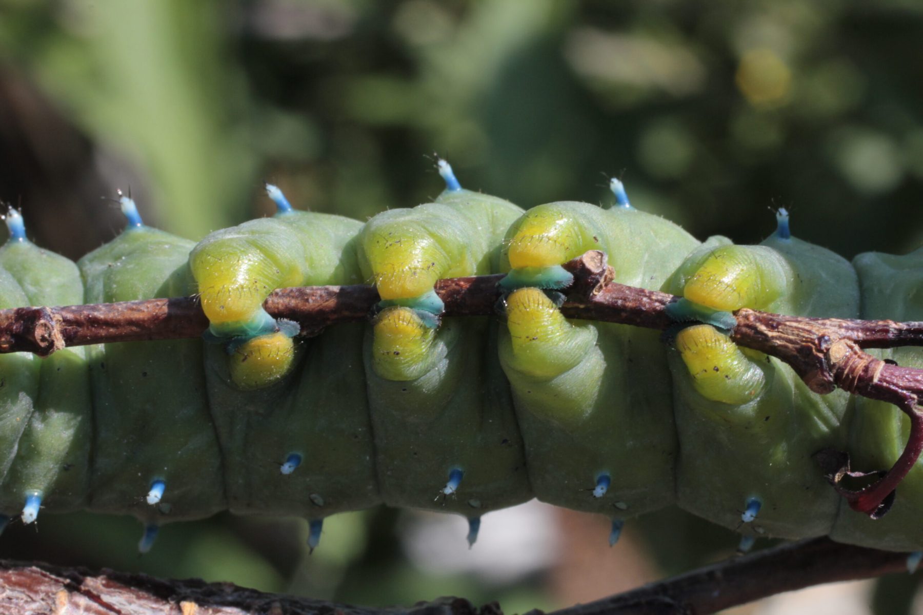 Crazy4Bugs42-scaled