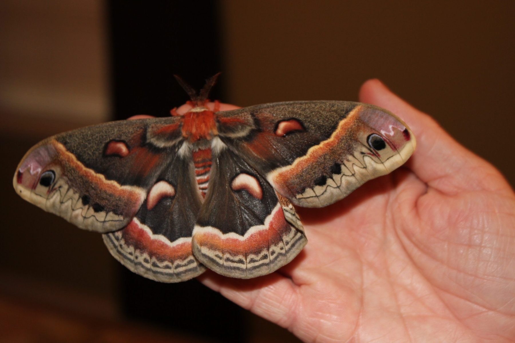 Crazy4Bugs45-scaled