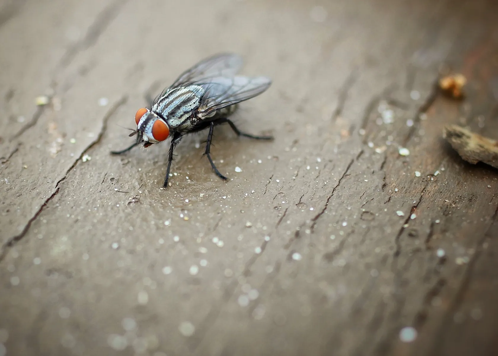 Crazy4Bugs46
