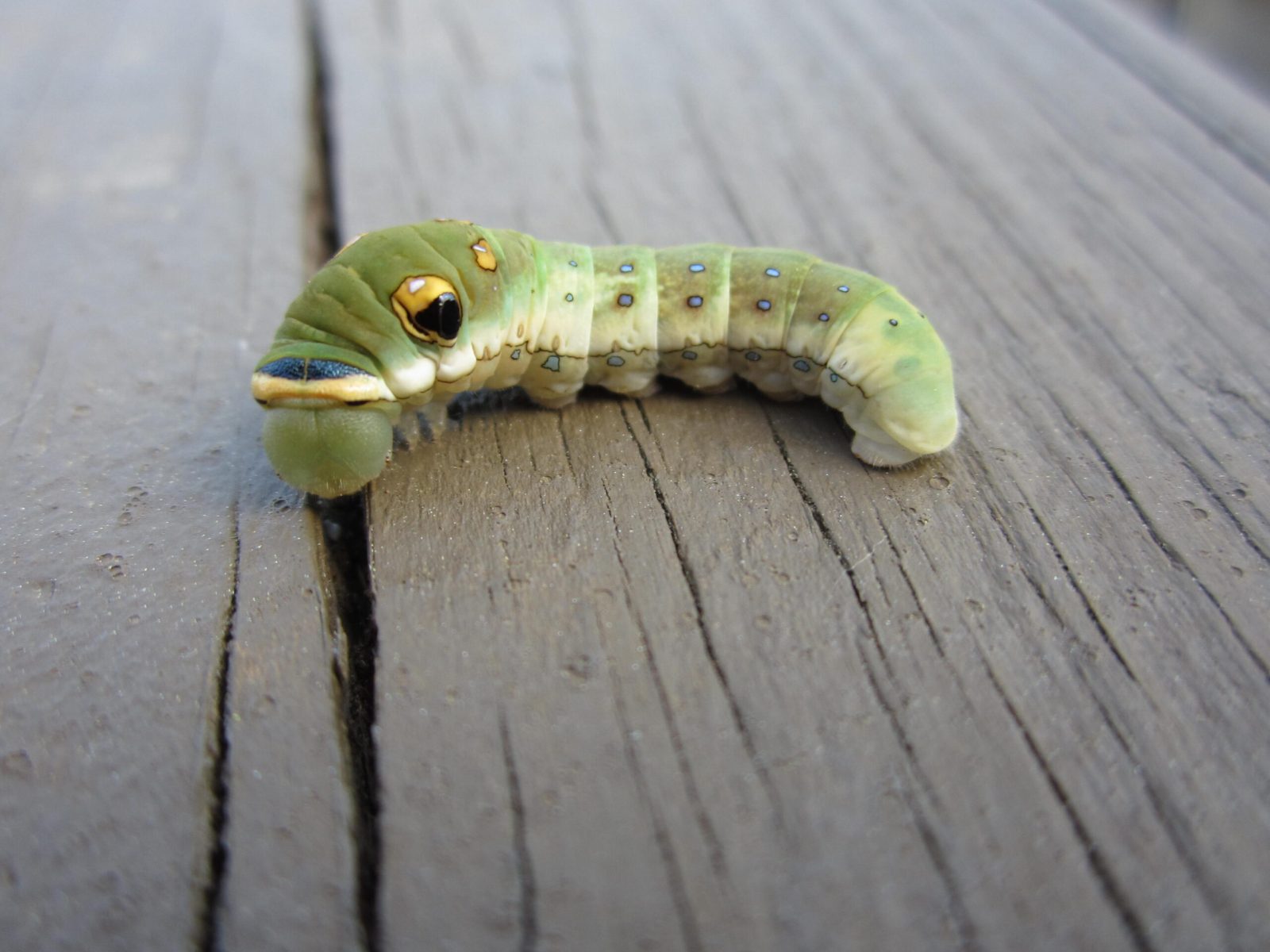 Crazy4Bugs51-scaled