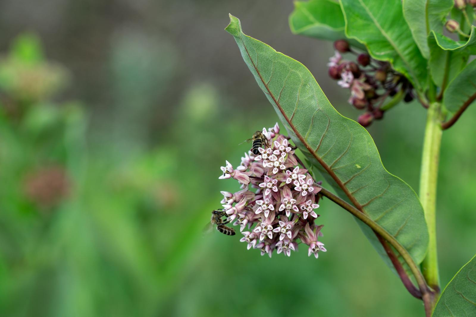 Free Milkweed seeds