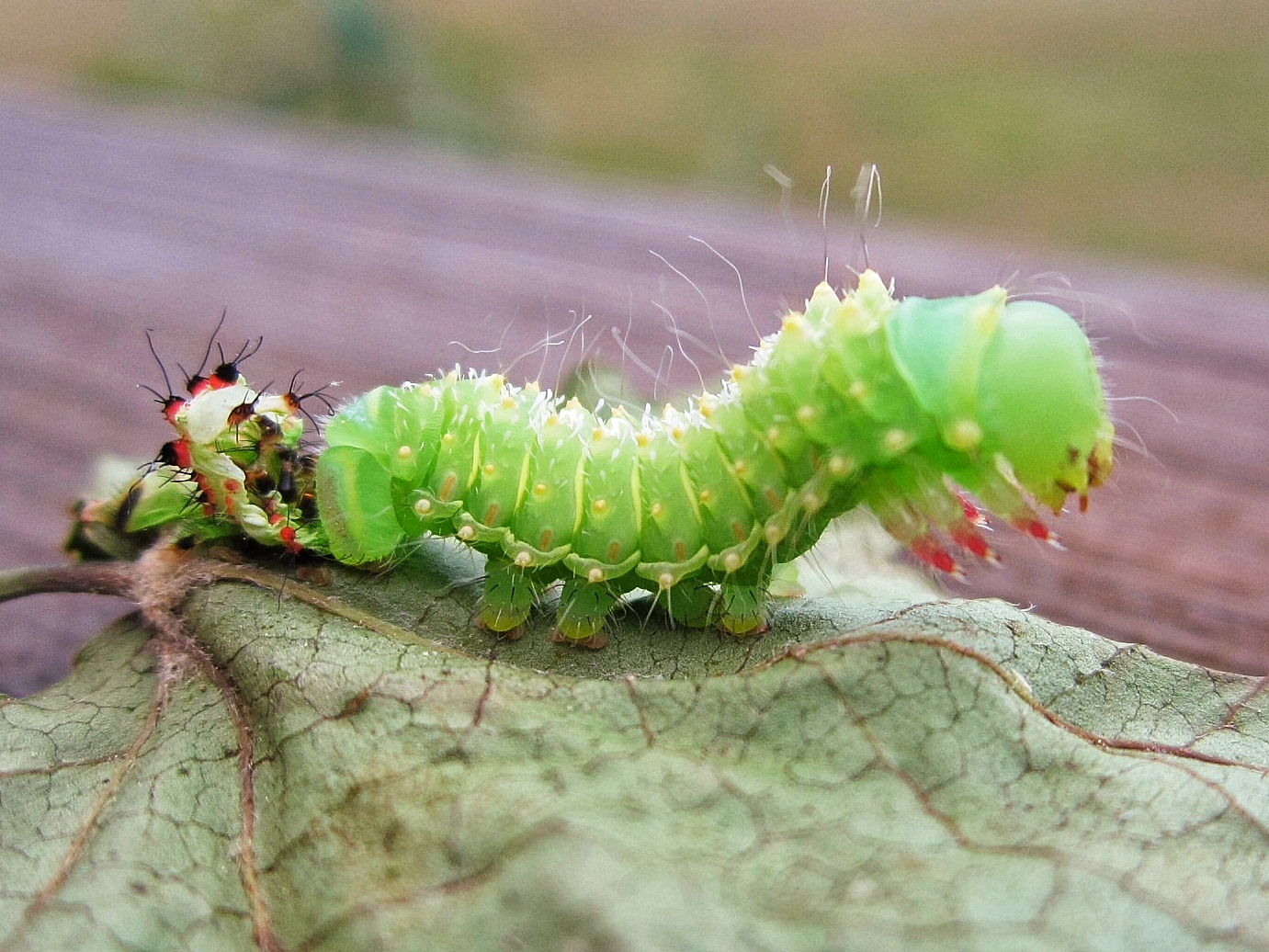 green catapiller on leaf